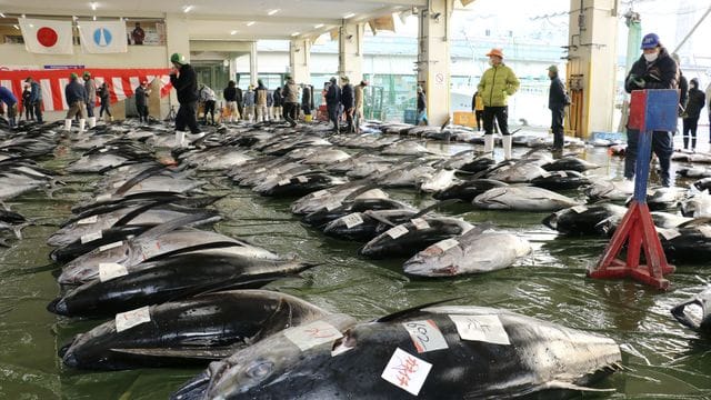 Die erste Thunfisch-Auktion des Jahres auf einem Markt in Nachikatsuura in der Präfektur Wakayama im Westen Japans. Die erste Thunfisch-Auktion des Jahres auf einem Markt in Nachikatsuura in der Präfektur Wakayama im Westen Japans.