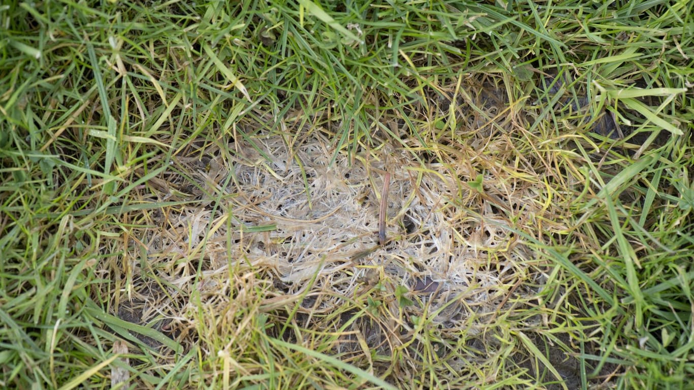 Winter: Schneeschimmel oder Fusarium-Flecken, Michrodochium nivale, die Schäden an Kurzumtrieb-Gras verursachen.