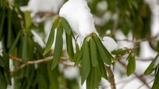 Der Rhododendron kann an bitterkalten Tagen kein Wasser aus dem Boden aufnehmen und schützt sich vor Verdunstung, indem er die Blätter rollt.