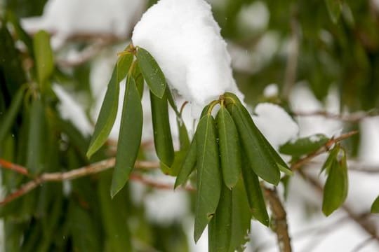 Der Rhododendron kann an bitterkalten Tagen kein Wasser aus dem Boden aufnehmen und schützt sich vor Verdunstung, indem er die Blätter rollt.