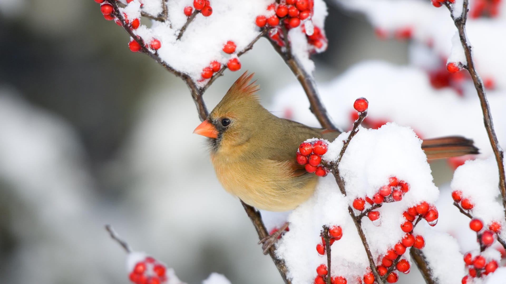 Ilex verticillata: Die Winterbeere fällt vor allem bei Schnee sehr auf.