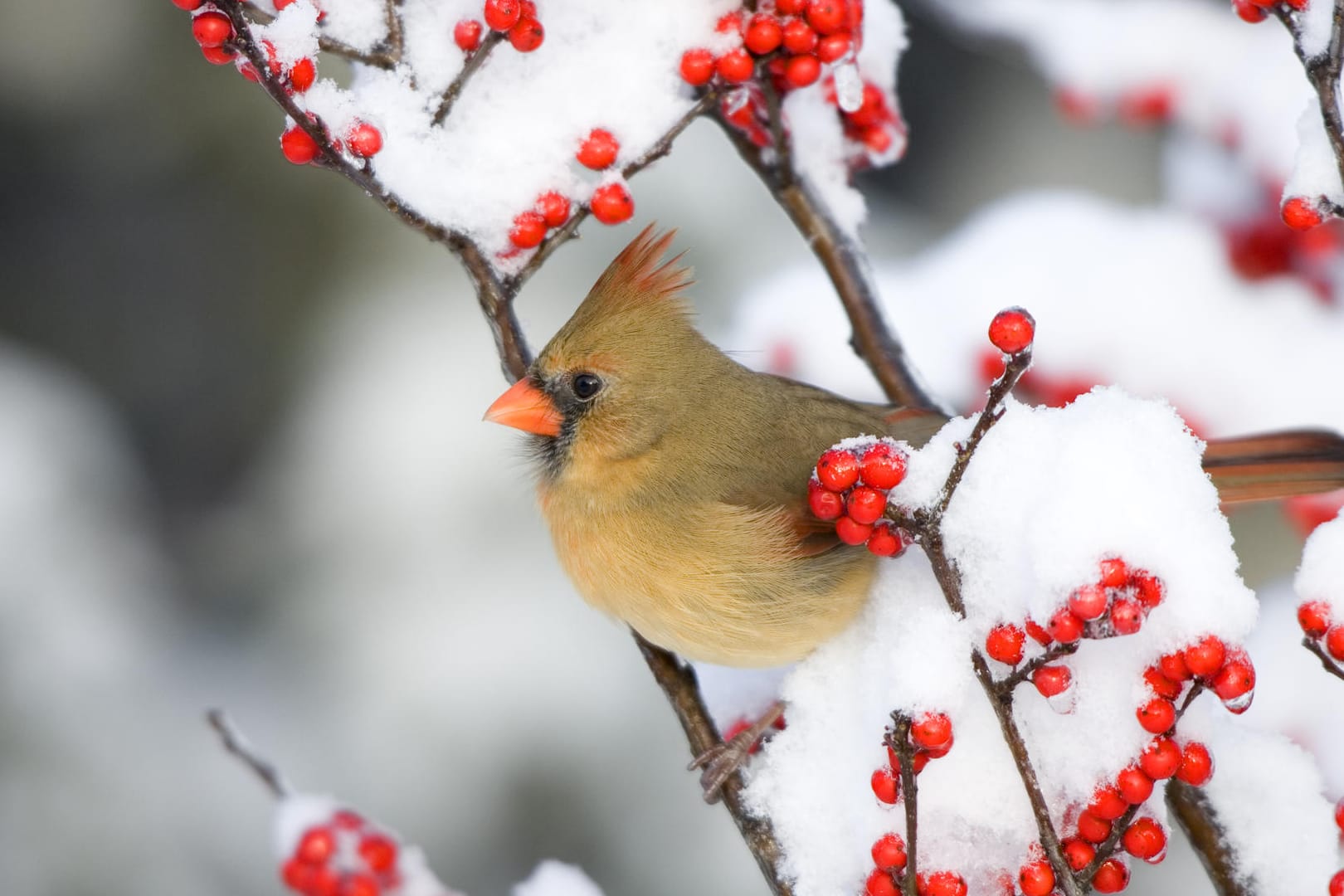 Ilex verticillata: Die Winterbeere fällt vor allem bei Schnee sehr auf.