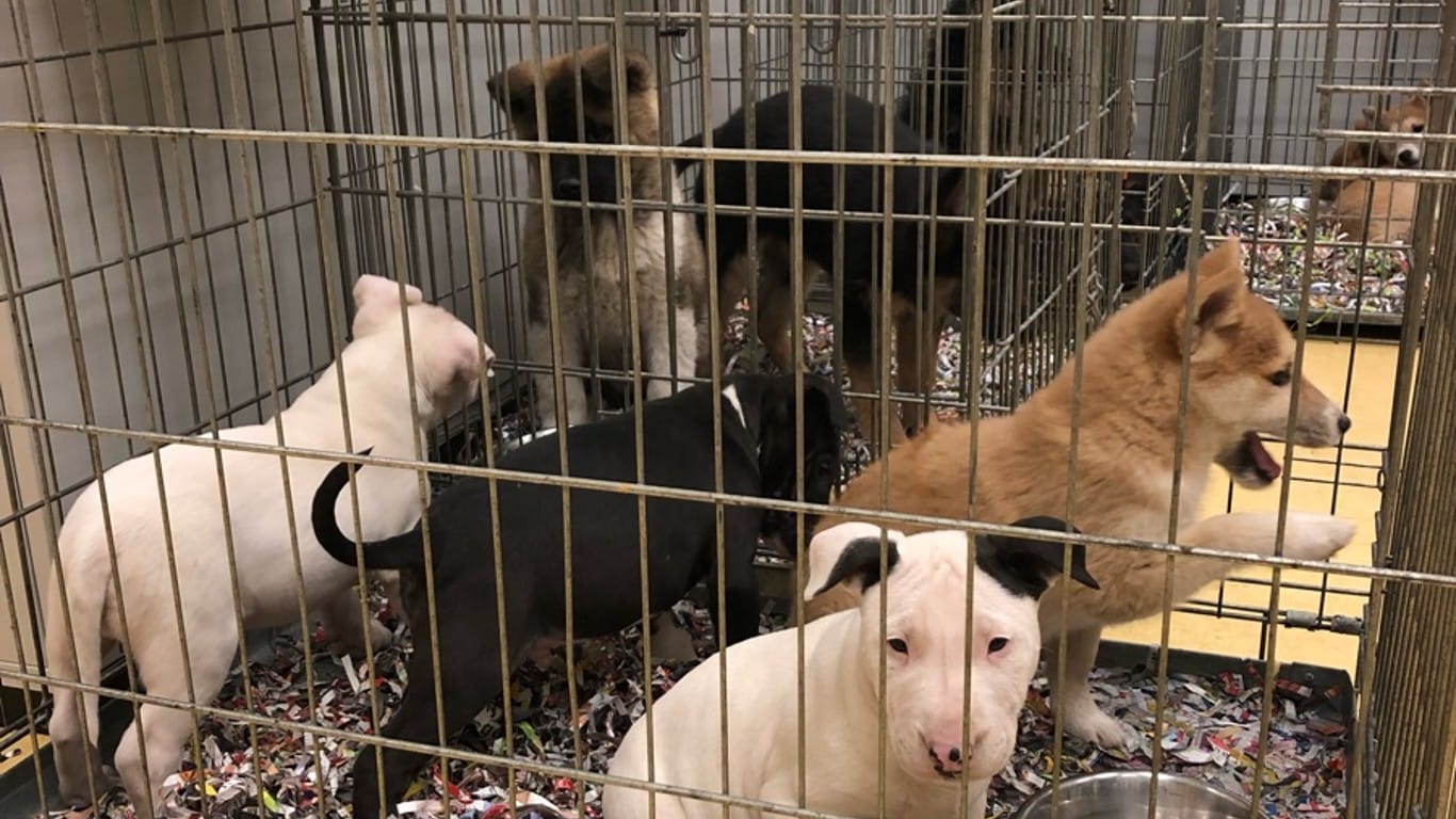 Die Hundewelpen: Dutzende Tiere hat die Kölner Autobahnpolizei befreit.
