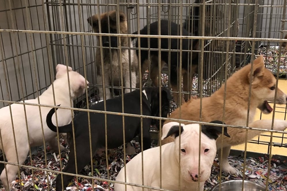 Die Hundewelpen: Dutzende Tiere hat die Kölner Autobahnpolizei befreit.