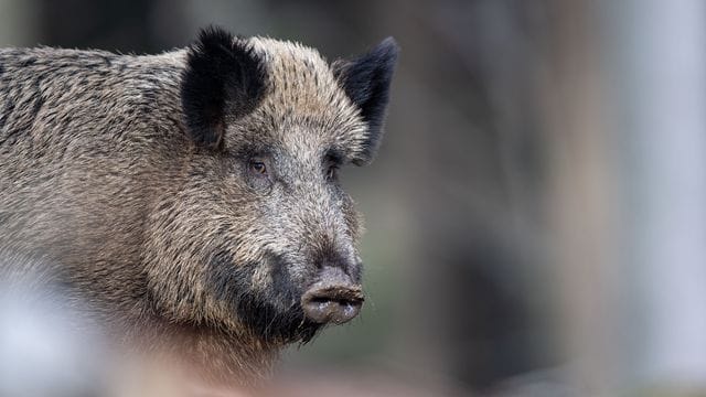 Ein Wildschwein steht in einem Wald