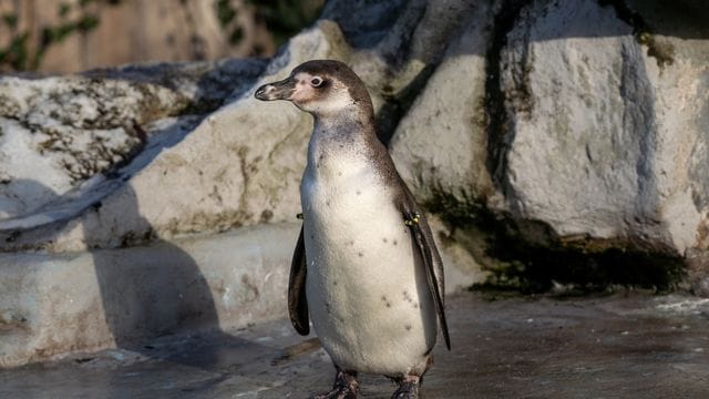Humboldt-Pinguin im Kölner Zoo Humboldt-Pinguin im Kölner Zoo