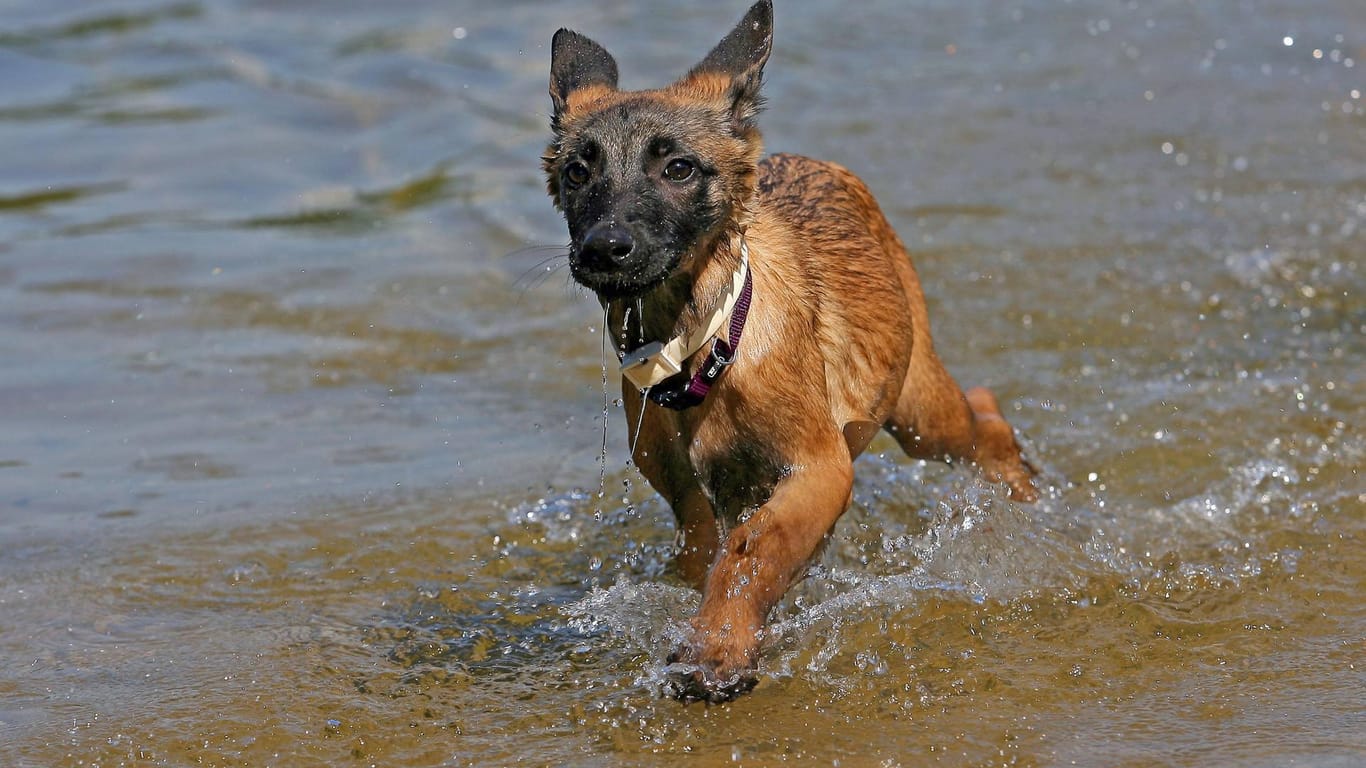 Ein junger belgischer Schäferhund im Wasser (Symbolbild): Der Hund war von einem Boot gefallen.
