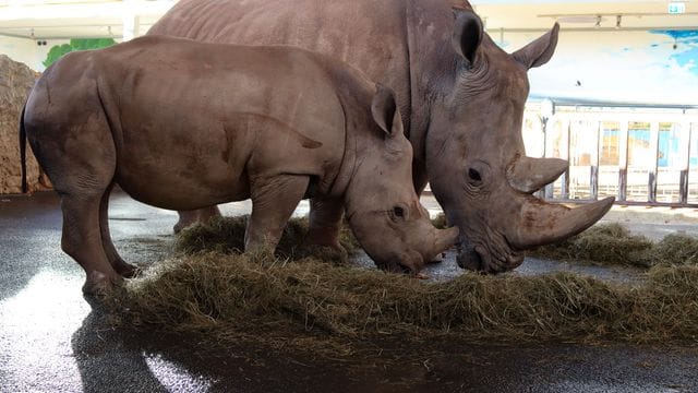 Nashornkuh Marcita im Erfurter Zoopark feiert 17. Geburtstag