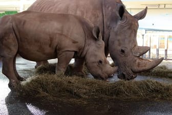 Nashornkuh Marcita im Erfurter Zoopark feiert 17. Geburtstag