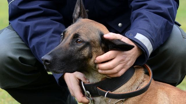 Tierschutz: NRW-Polizeihunde dürfen weiterschnüffeln