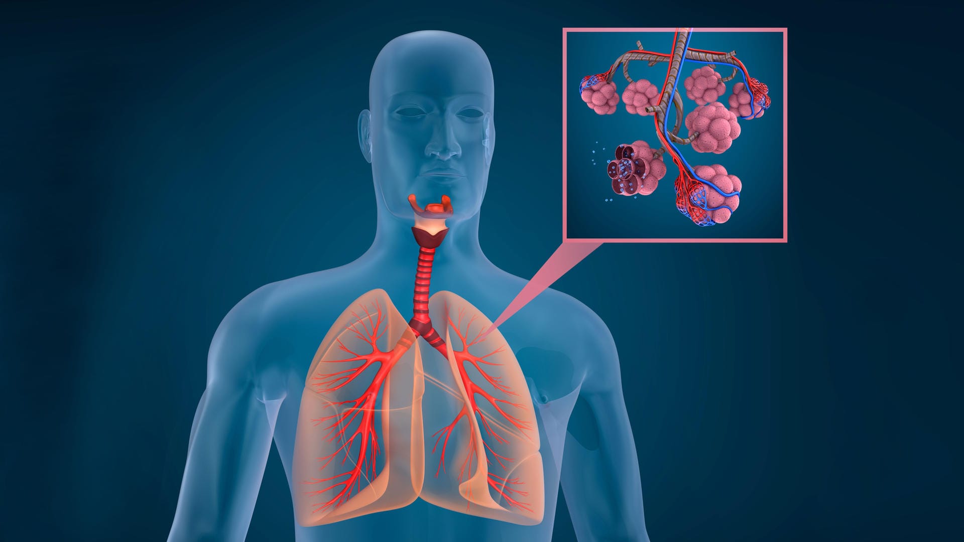 Darstellung von Lunge und Lungenbläschen.