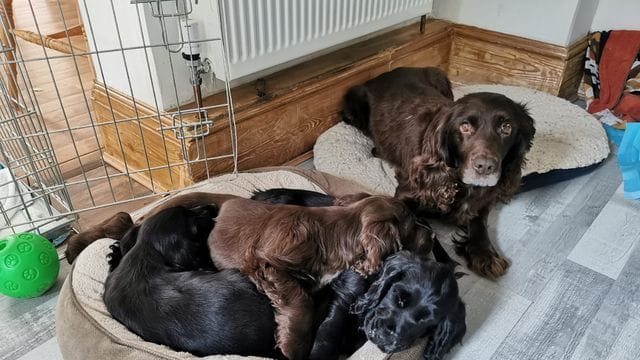 Hündin Cassie und ihre drei Welpen wurden acht Jahre nach dem Diebstahl von der Polizei wieder zu ihrer Familie zurückgebracht. Hündin Cassie und ihre drei Welpen wurden acht Jahre nach dem Diebstahl von der Polizei wieder zu ihrer Familie zurückgebracht.