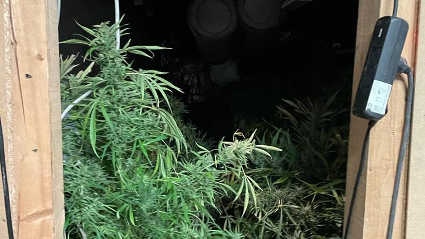 Blick auf die Drogenplantage: In Köln erwarteten Polizisten bei einer Durchsuchung Hunderte Marihuana-Pflanzen.