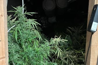 Blick auf die Drogenplantage: In Köln erwarteten Polizisten bei einer Durchsuchung Hunderte Marihuana-Pflanzen.