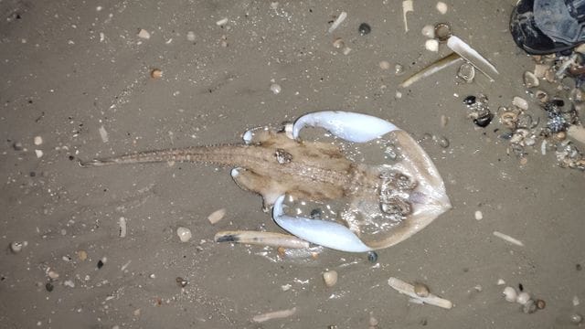 Seltener Rochen am Strand von Baltrum