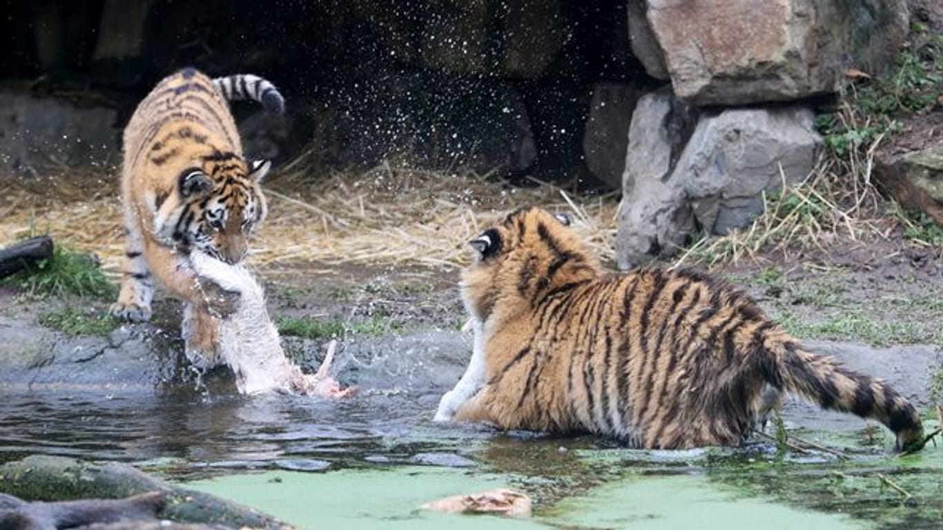 Tigernachwuchs im Duisburger Zoo