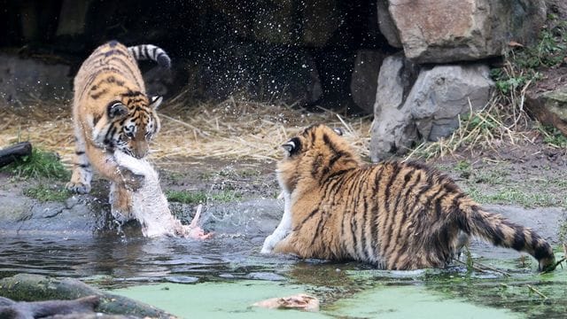 Tigernachwuchs im Duisburger Zoo Tigernachwuchs im Duisburger Zoo