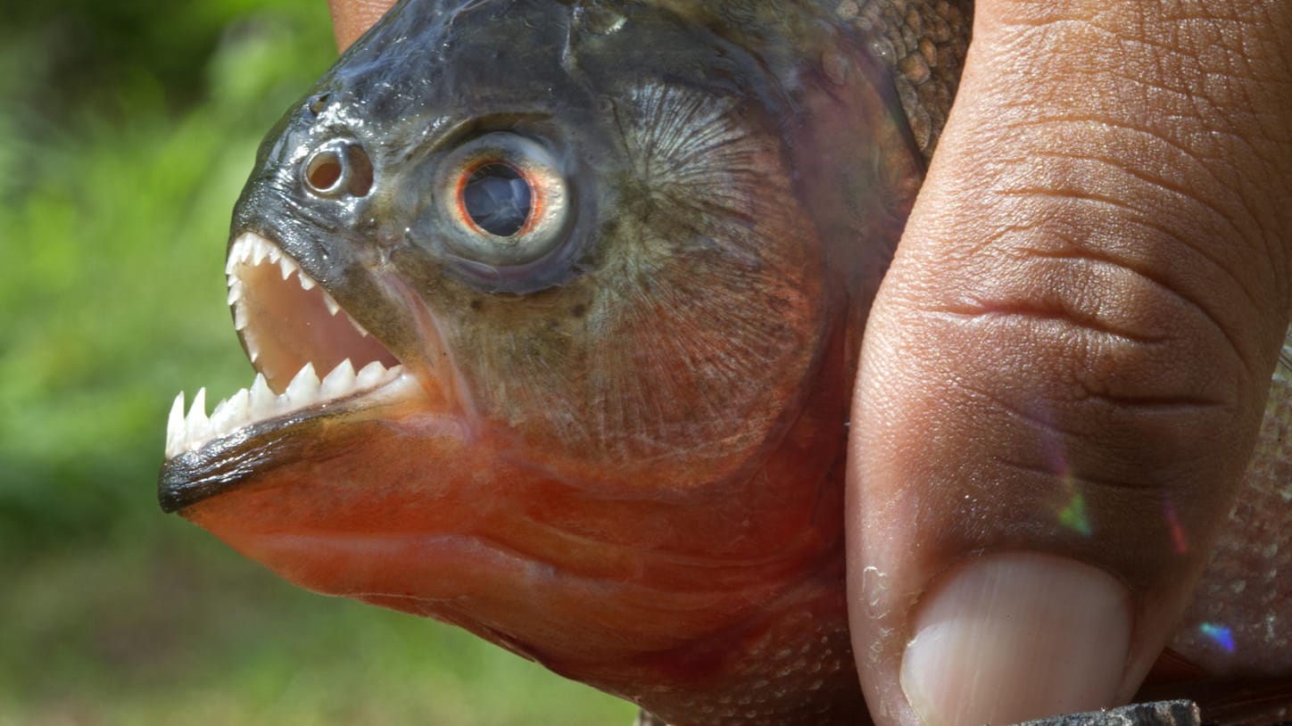 Ein Piranha (Symbolbild): Die Fische sind offenbar für den Tod mehrerer Schwimmer in Paraguay verantwortlich.