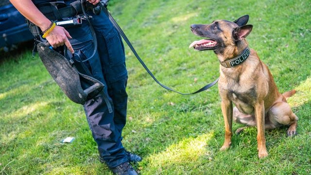 Polizeihund