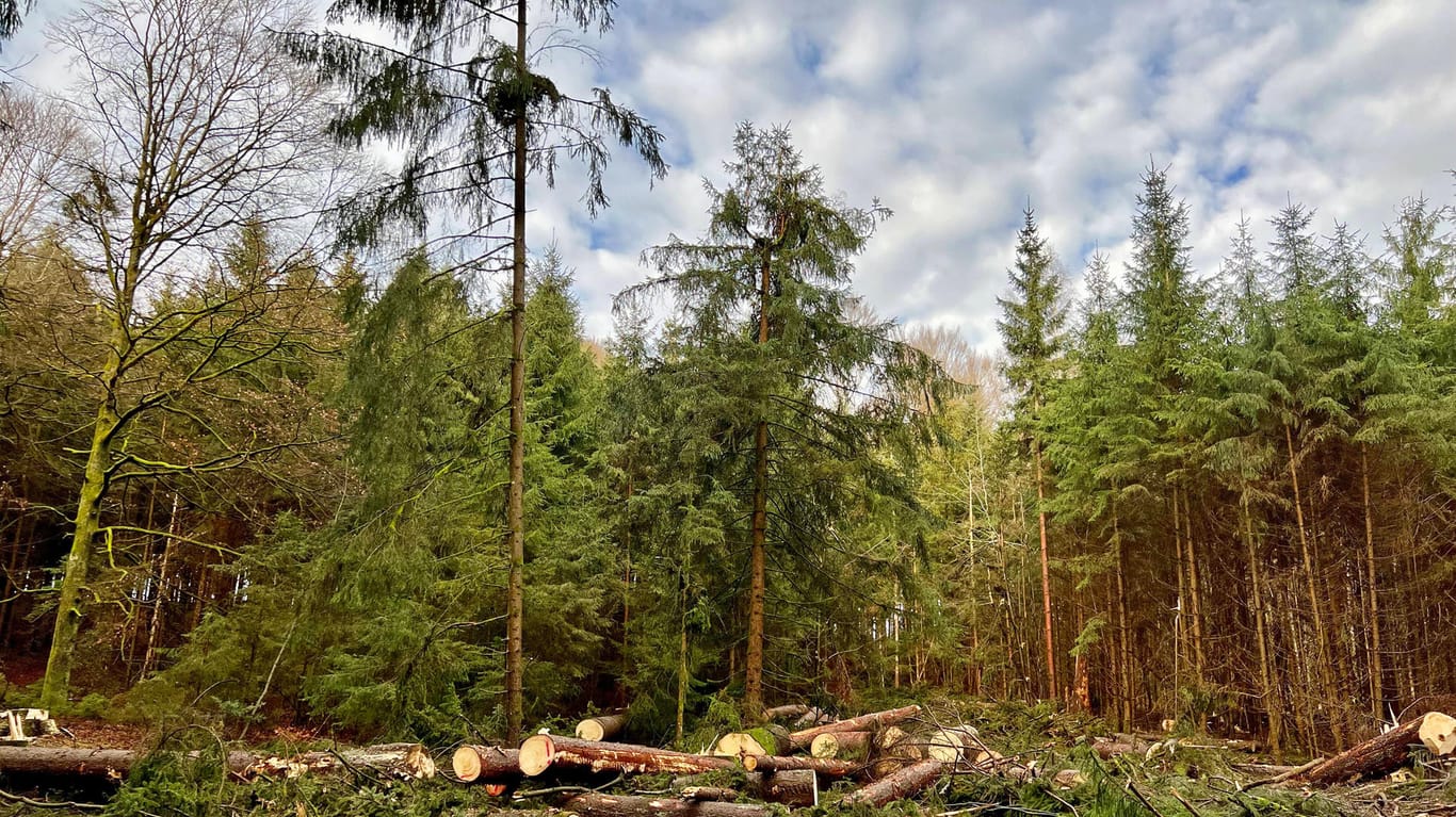Ein Waldstück in Bayern (Symbolbild): Ein 66-jähriger Mann ist bei Waldarbeiten von einem Baum erschlagen worden.