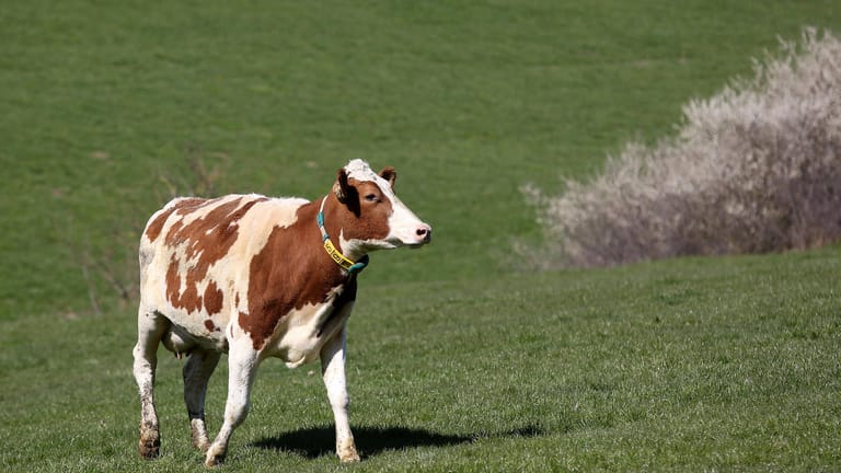 Kuh auf einer Weide (Symbolbild): Am Ende konnte das Tier wieder in seinen Stall gebracht werden.