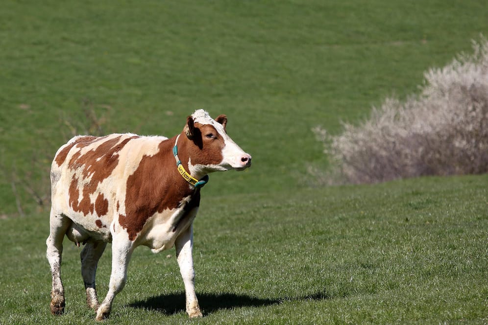 Kuh auf einer Weide (Symbolbild): Am Ende konnte das Tier wieder in seinen Stall gebracht werden.