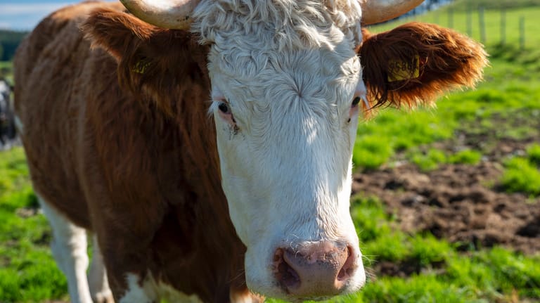 Eine Kuh auf der Weide (Symbolbild): In Nordrhein-Westfalen machte ein solches Tier der Polizei zu schaffen.
