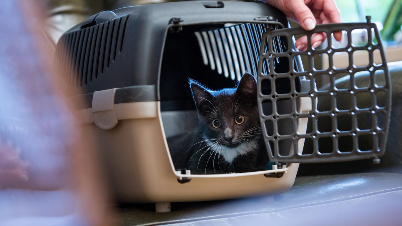 Futtertrick: So kann man die Katze mit der Transportbox anfreunden – das sollte allerdings schon einige Tage vor dem Einsatz der Box geübt werden.