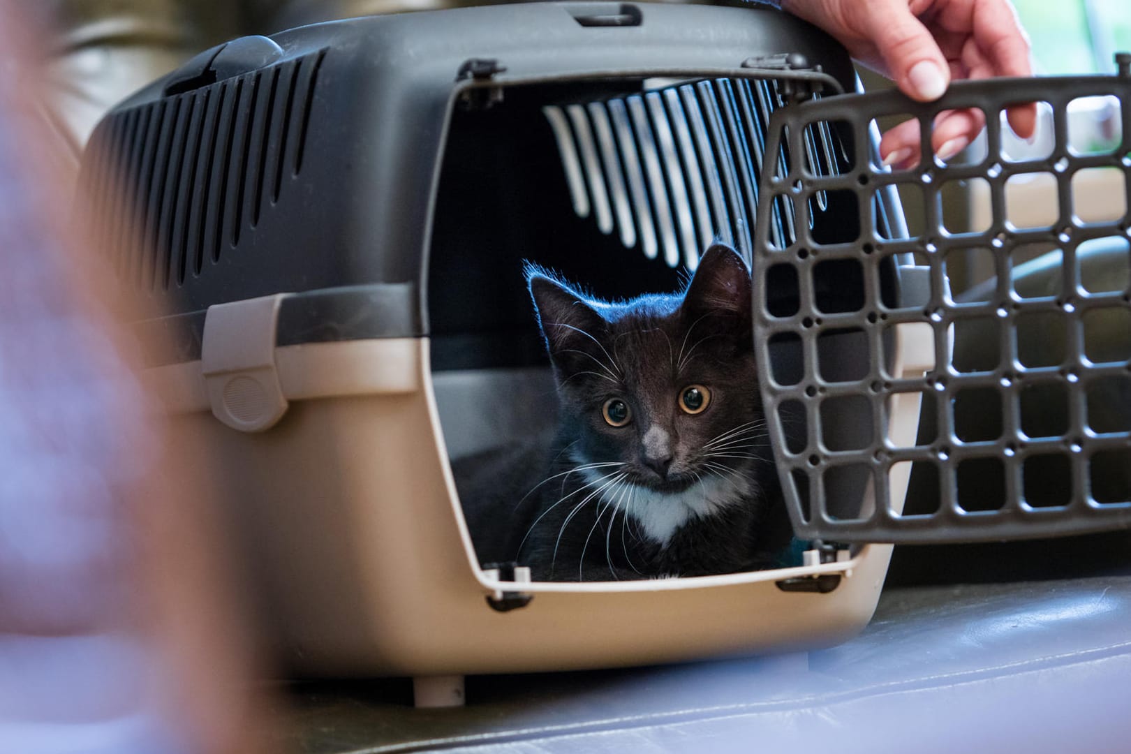 Futtertrick: So kann man die Katze mit der Transportbox anfreunden – das sollte allerdings schon einige Tage vor dem Einsatz der Box geübt werden.