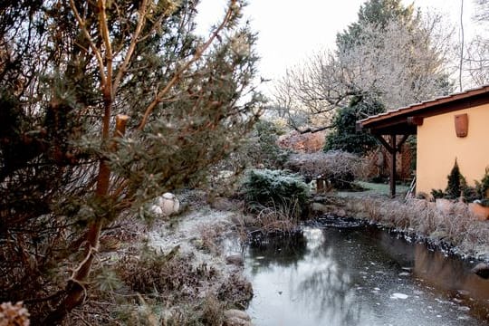 Verharren Fische den Winter über im Gartenteich, sollte er nicht komplett zufrieren.