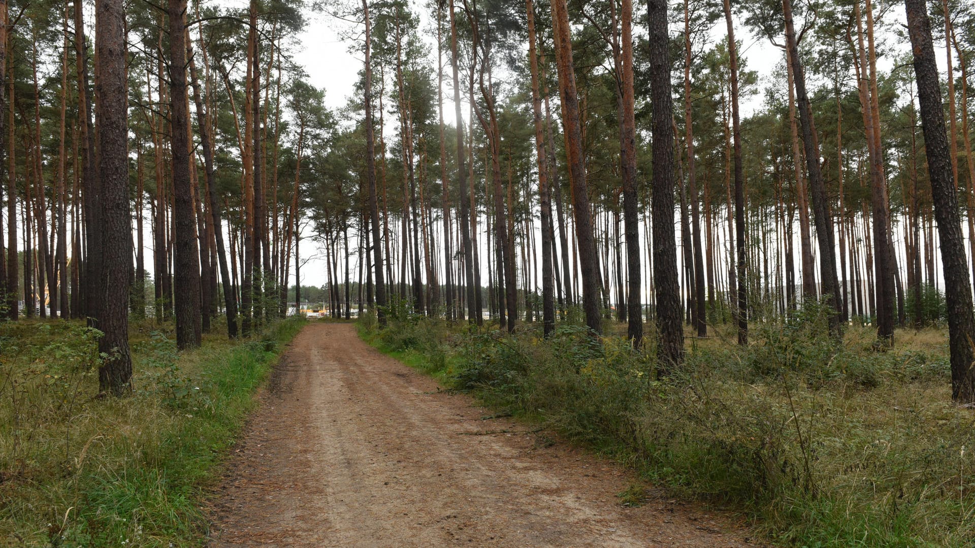Ein Wald in Grünheide (Symbolbild): Hier soll ein Berliner mehrere Prostituierte vergewaltigt und ausgeraubt haben.