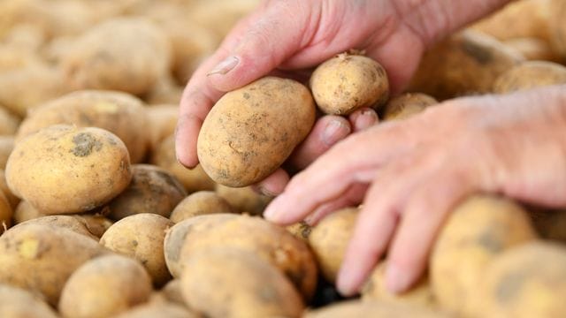 Der Verbrauch von Speisekartoffeln stieg in der Pandemie um rund drei Kilogramm pro Person.