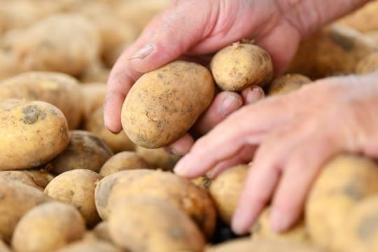 Der Verbrauch von Speisekartoffeln stieg in der Pandemie um rund drei Kilogramm pro Person.