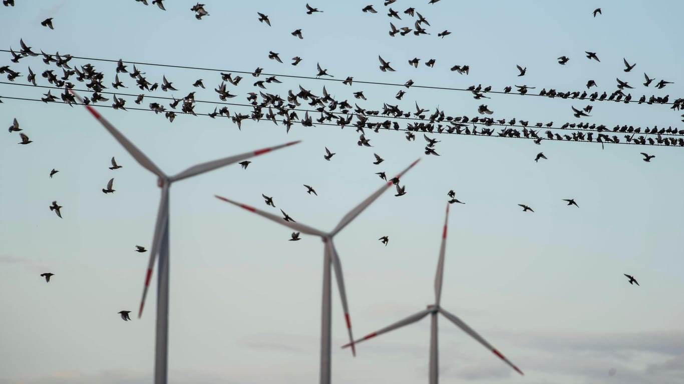 Vogelschwärme vor einem Windpark: Habeck möchte den Bau von Windkraftanlagen und den Artenschutz "versöhnen".