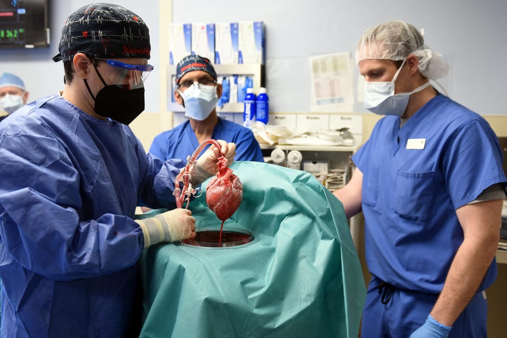 Operation in Baltimore: Ärzte transplantieren ein genverändertes Schweineherz.
