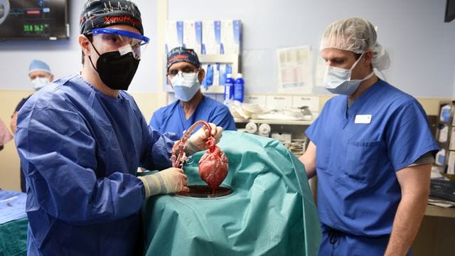 Einem Transplantationsteam in den USA ist es gelungen, einem Patienten ein genetisch modifiziertes Schweineherz einzupflanzen.