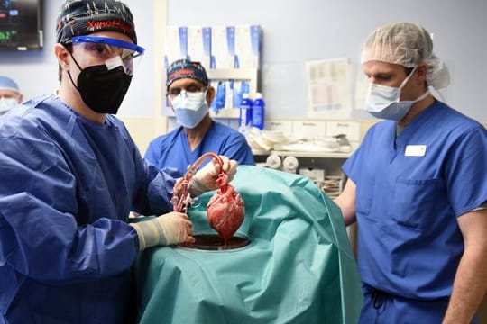 Einem Transplantationsteam in den USA ist es gelungen, einem Patienten ein genetisch modifiziertes Schweineherz einzupflanzen.