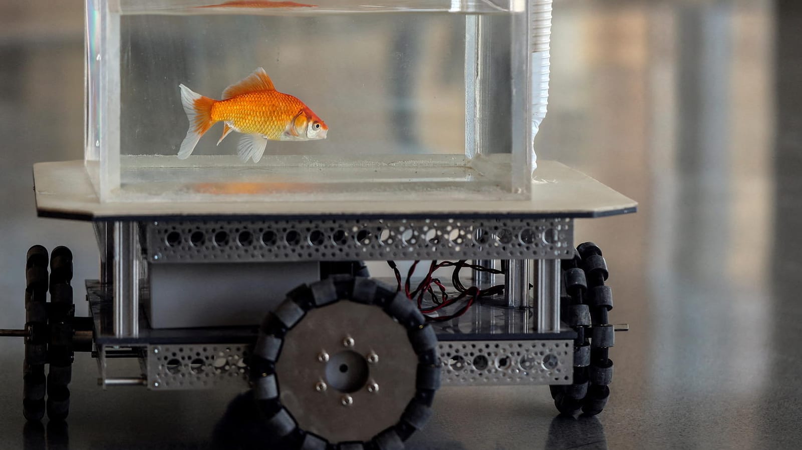 Ein Goldfisch in dem fahrenden Aquarium der Forscher: "Überraschenderweise brauchen die Fische nicht lange, um das Fahren zu lernen".