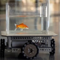 Ein Goldfisch in dem fahrenden Aquarium der Forscher: "Überraschenderweise brauchen die Fische nicht lange, um das Fahren zu lernen".