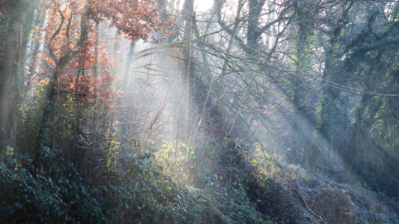 Sonne strahlt durch die Bäume (Archivbild): Der Beginn einer Kampagne ist für den internationalen Tag des Waldes am 21. März geplant.