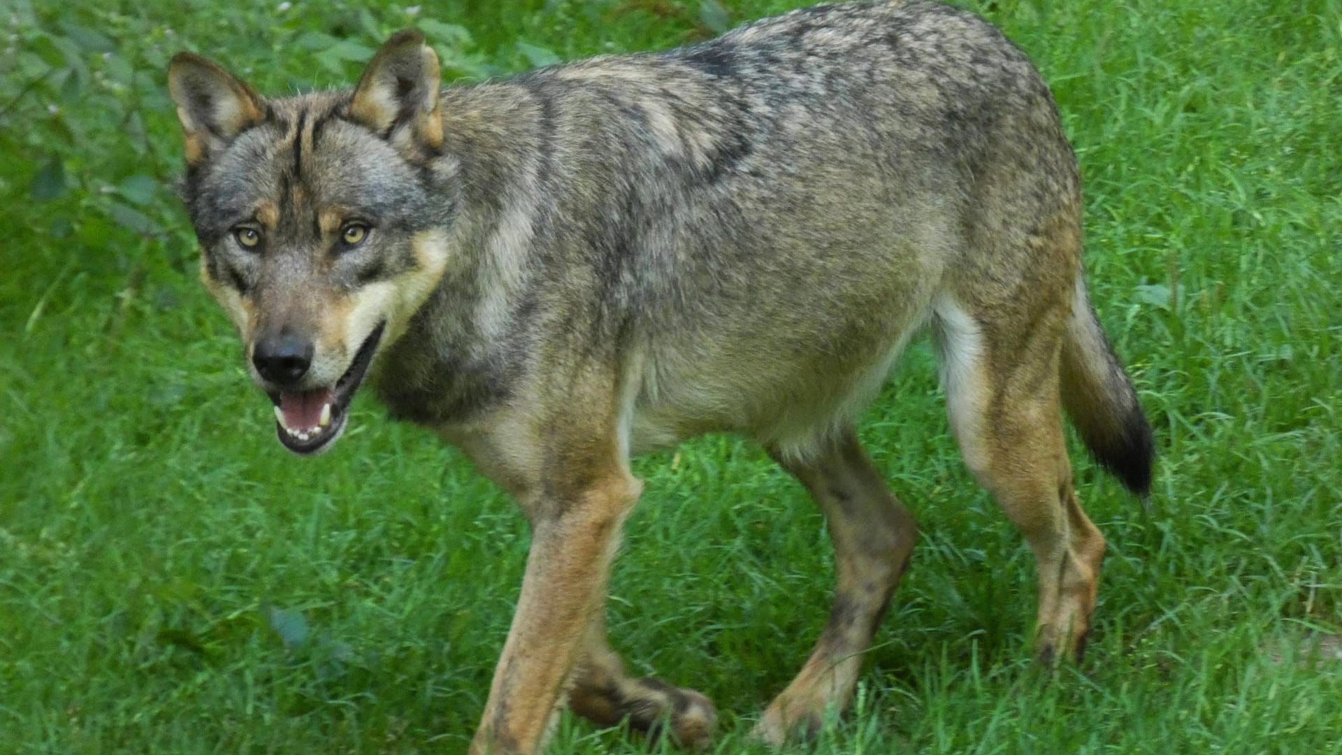 Ein Wof (Symbolbild): Für erschossene Tiere soll eine Ausnahmegenehmigung bestanden haben.