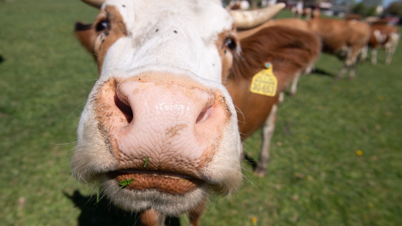 Beim Siegel Naturland beispielsweise ist der Auslauf für Milchkühe und Mutterkühe verpflichtend.