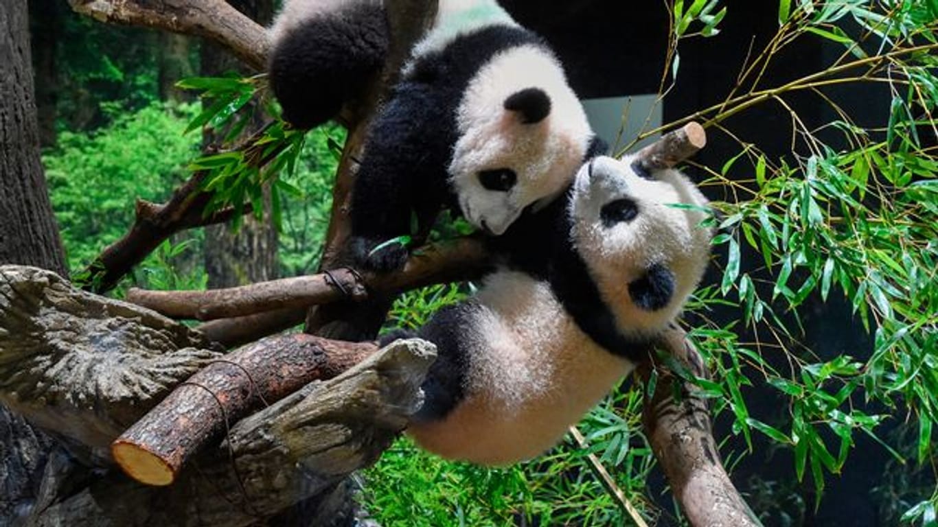 Die Panda-Zwillinge Xiao Xiao (oben) und Lei Lei können im Ueno Zoo in Tokio bestaunt werden.