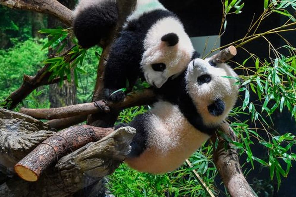 Die Panda-Zwillinge Xiao Xiao (oben) und Lei Lei können im Ueno Zoo in Tokio bestaunt werden.