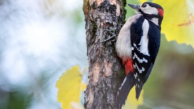 Mehr Waldvögel in Gärten beobachtet