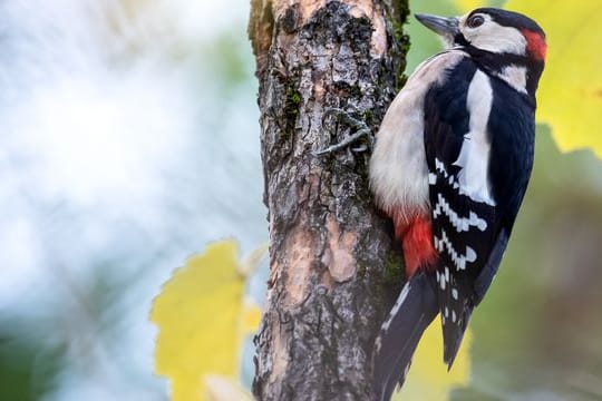 Mehr Waldvögel in Gärten beobachtet