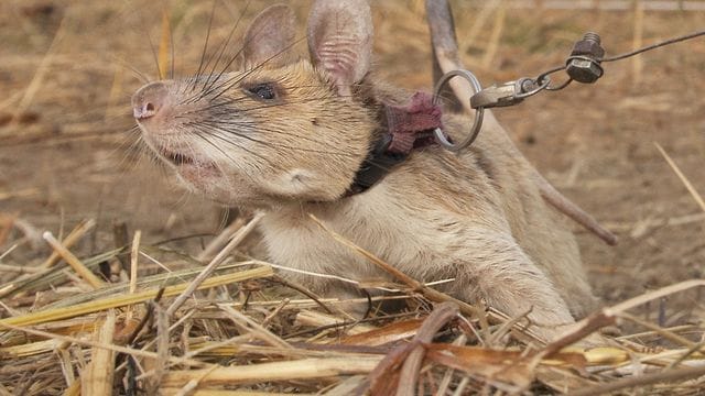 Die kambodschanische Riesenhamsterratte Magawa ist tot.