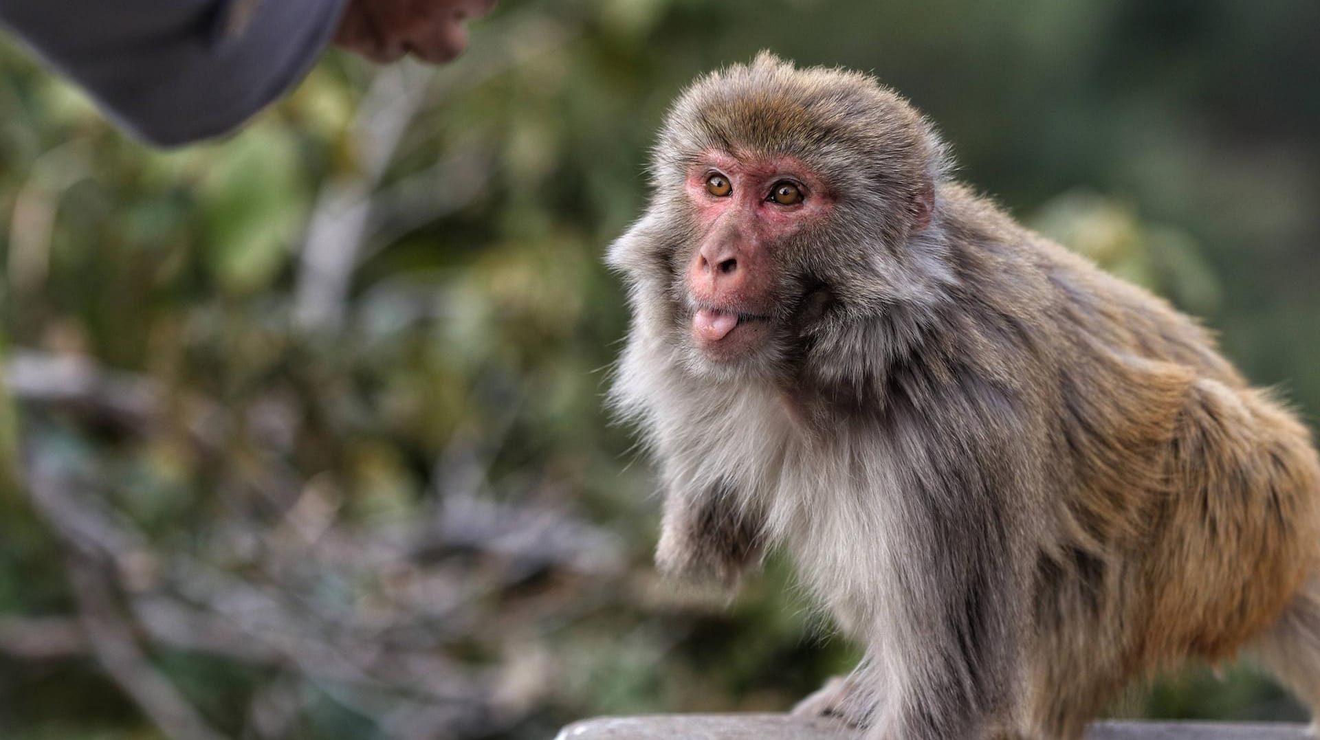 Ein Affe in Indien (Symbolbild): Im Norden des Landes haben Affen ein Baby ertränkt.