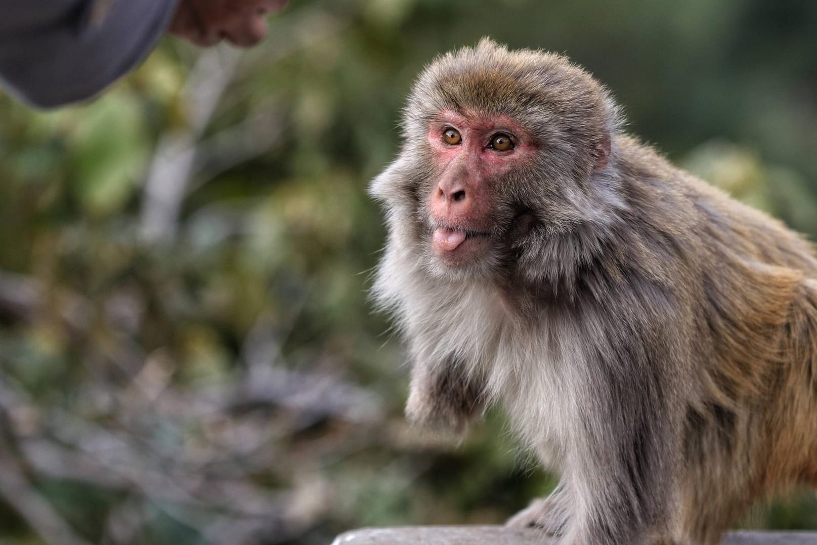 Ein Affe in Indien (Symbolbild): Im Norden des Landes haben Affen ein Baby ertränkt.