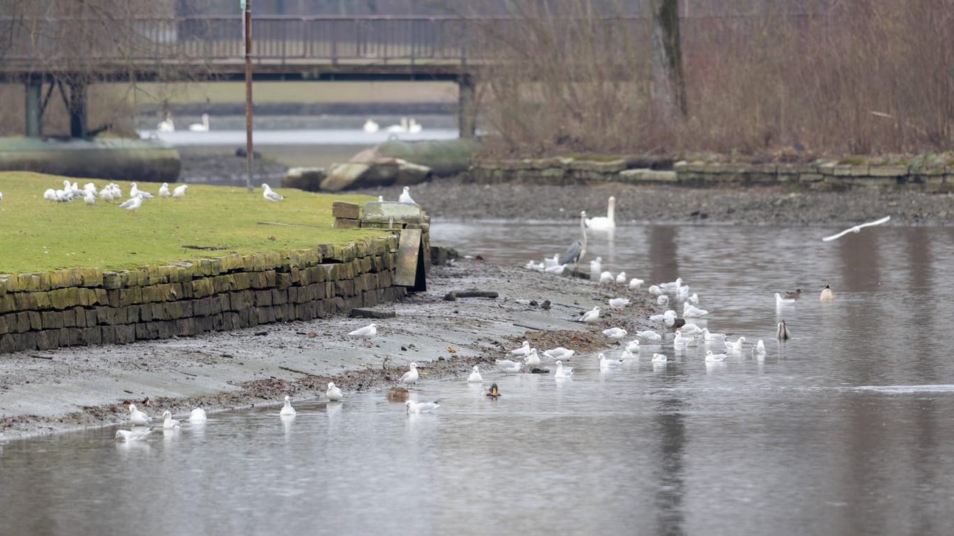 Vögel tummeln sich an der Bonner Rheinaue: Seit Anfang des Jahres waren immer wieder tote Gänse und Schwäne gefunden worden.